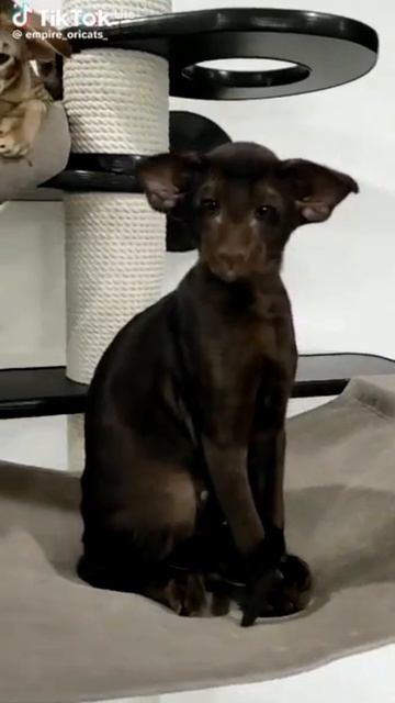 Порода кошек ориентал 😅 смотреть онлайн