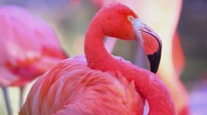 Прогулки с дикими животными в качестве 8K HDR (1)