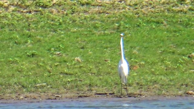 Белая цапля смотреть онлайн