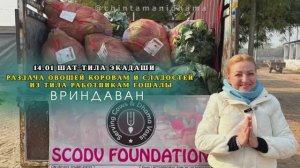 14 января. Шат-тила экадаши. Раздача овощей коровам и сладостей из тила работникам гошалы