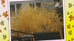 Осінні  Чернівці   2025 . Архів