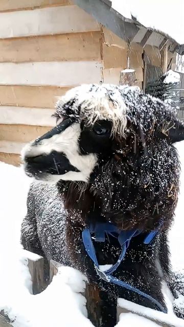 Альпаки под снегом 12.01.2026 смотреть онлайн