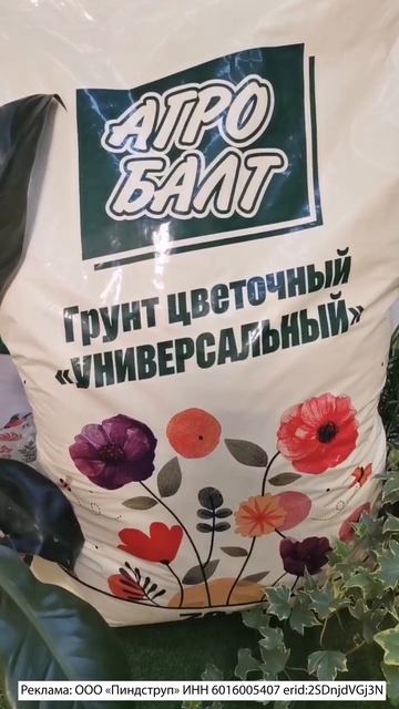 КОЛЕУС ИЗ СЕМЯН, КАК ПОСЕЯТЬ РАССАДУ В ЯНВАРЕ. смотреть онлайн