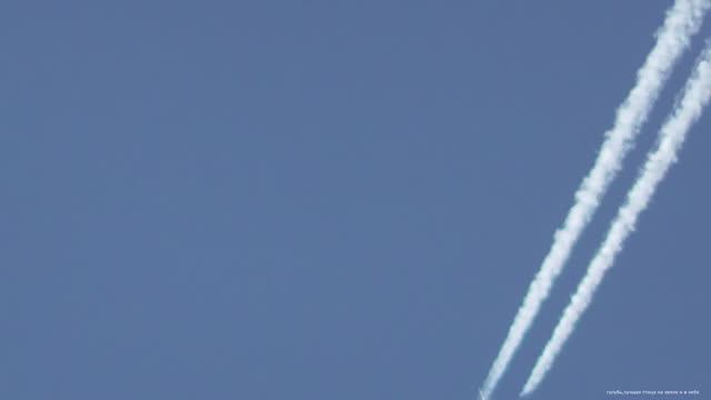 Весенние полёты бойных голубей смотреть онлайн