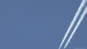 Весенние полёты бойных голубей