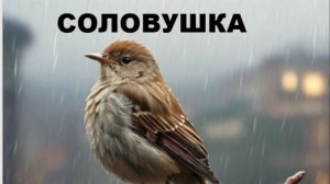СОЛОВУШКА //авторская песня //