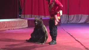 Настя первый раз в цирке. Танцующие медведи и мил