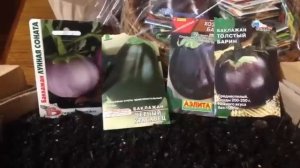 Выращивание рассады баклажан ( самый простой способ )