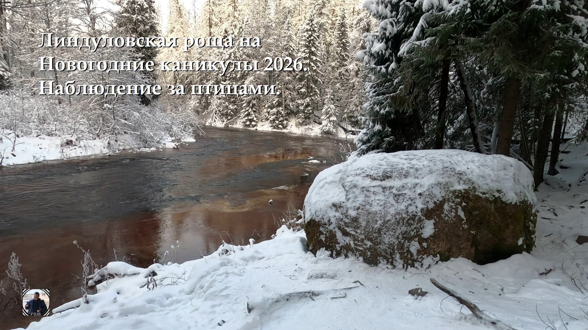 Линдуловская роща на Новогодние каникулы 2026 #линдуловскаяроща #наблюдениезаптицами #хохлатаясиница