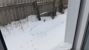 Жизнь женщины в деревне.Сходила в магазин