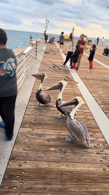 Ждут рыбки смотреть онлайн
