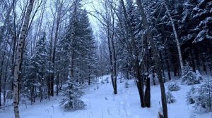 Охота Лося. Противная Птица. Тут Рысь живёт, я видел её с двумя котятами.