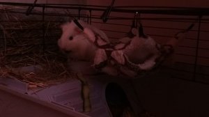 Морская свинка