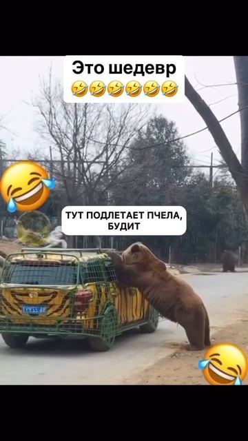 Комуникабельный мишка смотреть онлайн