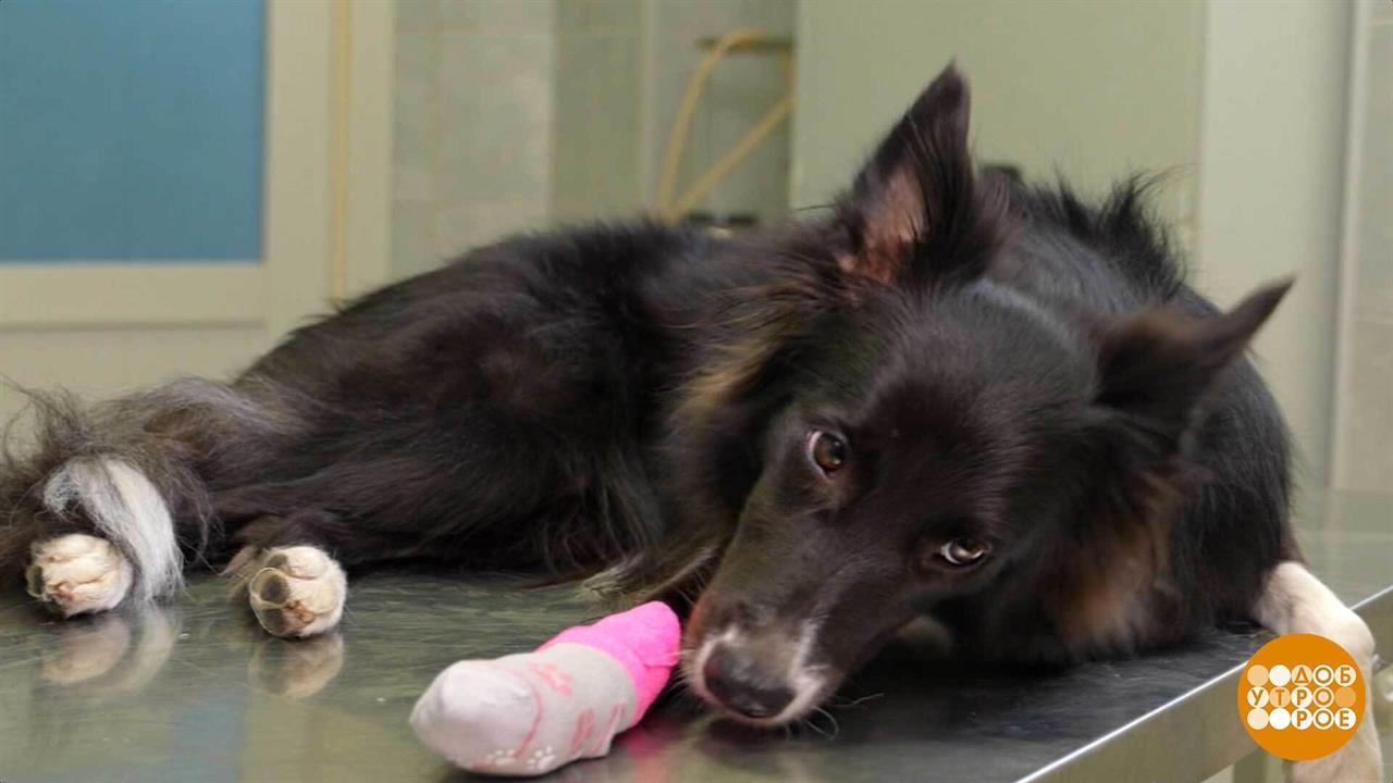 А у меня - лапки. Болят... Доброе утро. Фрагмент выпуска от 14.01.2026 смотреть онлайн