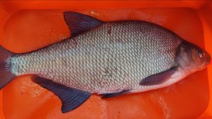 Поимка леща на 2кг. Зимняя рыбалка.