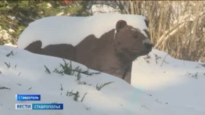 Ботанический сад Ставрополя дарит зимнюю сказку