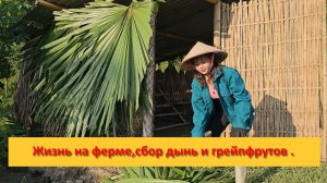 Thị Bình. Вьетнам.  Жизнь на ферме, уход за скотом, сбор дынь и грейпфрутов на продажу.