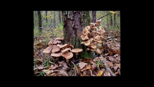 Грибное счастье. Опята