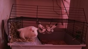 Морская свинка