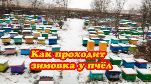 ПОВЁЗ РАМКИ НА ПАСЕКУ И ОСМОТР ЗИМУЮЩИХ ПЧЕЛОСЕМЕЙ.