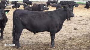 «Мираторг» произвёл рекордное количество мяса птицы в Брянской области