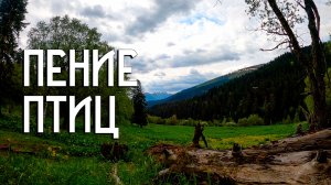 Пение Птиц на Горном Лугу / Звуки Природы / Архыз