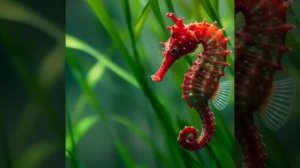 Морской конёк