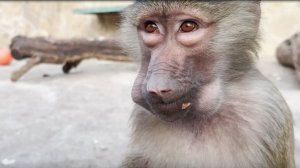 Эти МАЛЫШИ дом РАЗНЕСУТ за 5 минут! Истории и сказки про ГАМАДРИЛОВ Неизданное.