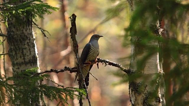 Ромашки-цветы смотреть онлайн