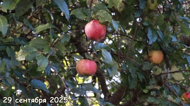 Сливы, яблоки и дрозды. смотреть онлайн