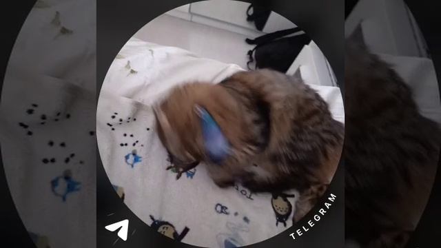 14-01-2026 котик падает с дивана смотреть онлайн