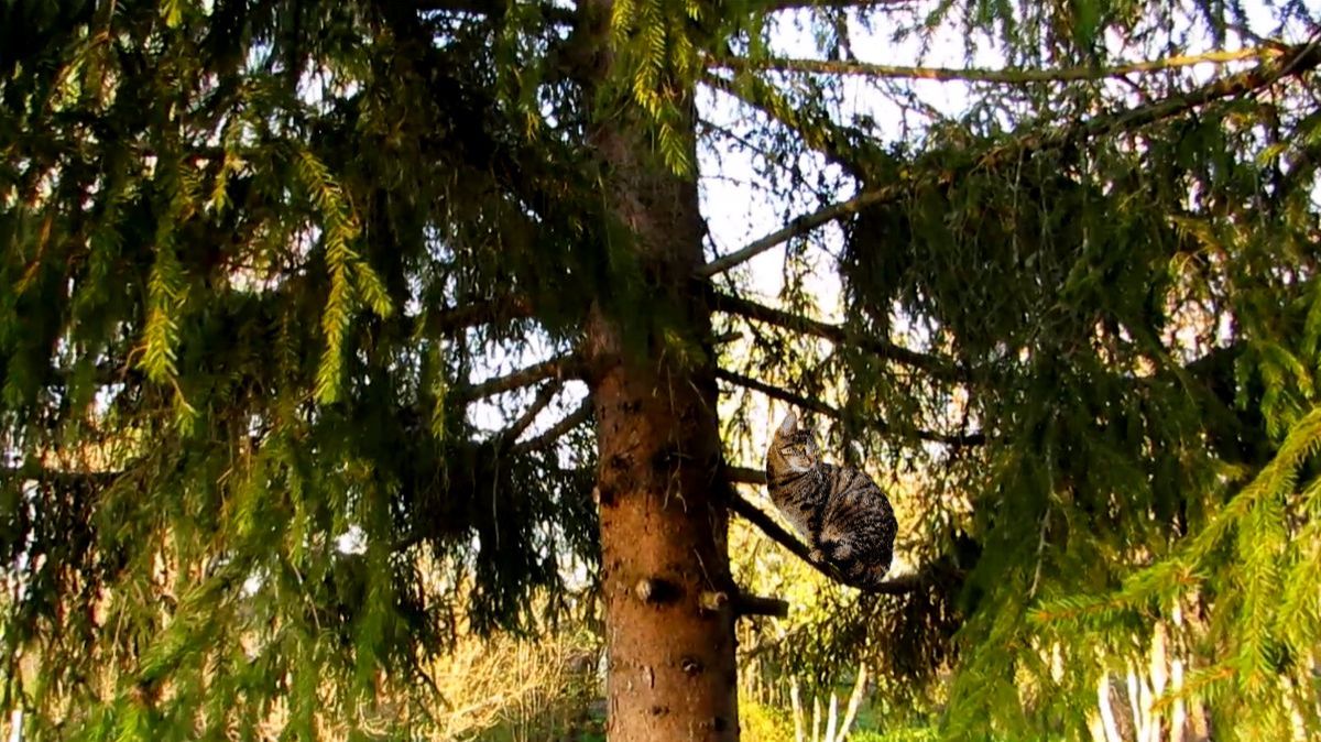 У ёлки смотреть онлайн