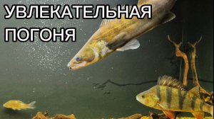 Судак увлекательная погоня