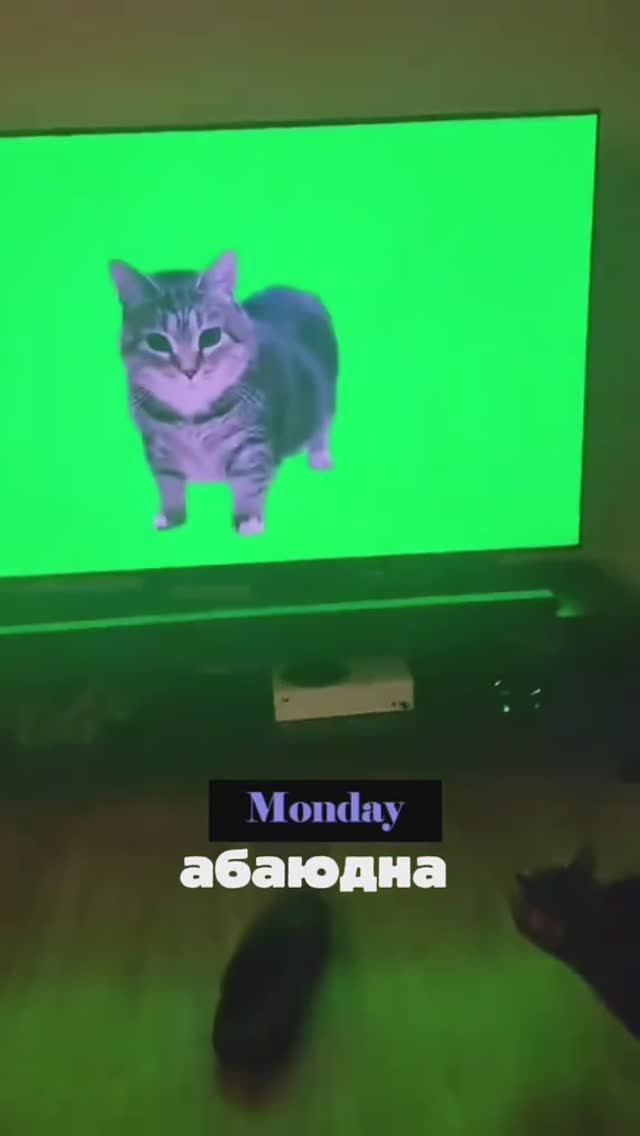 КОТИКИ #котики #видео #детям #детский #рутуб #топ #рейтинг #очень смотреть онлайн