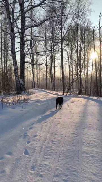 Канадский волк - гибрид. 14 января 2026 смотреть онлайн