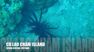 Дайвинг на Ку Лао Чам, Вьетнам 🐠 | Тропические коралловые рифы и кристально чистая вода