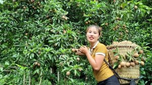 Собираю урожай плодов саподиллы и везу на рынок продавать, чтобы сделать гнездо для уток. Дуонг