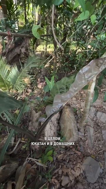 Там еще алоказия Лонгилоба попала в кадр, кто нашел? смотреть онлайн