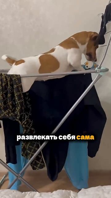 Очень требовательный! 🤯 Джек-Рассел – породные особенности