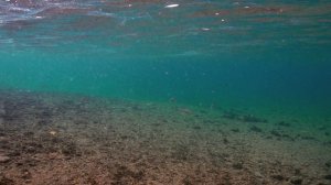 ОКУНИ МОНСТРЫ СЕВЕРНОЙ НОРВЕГИИ