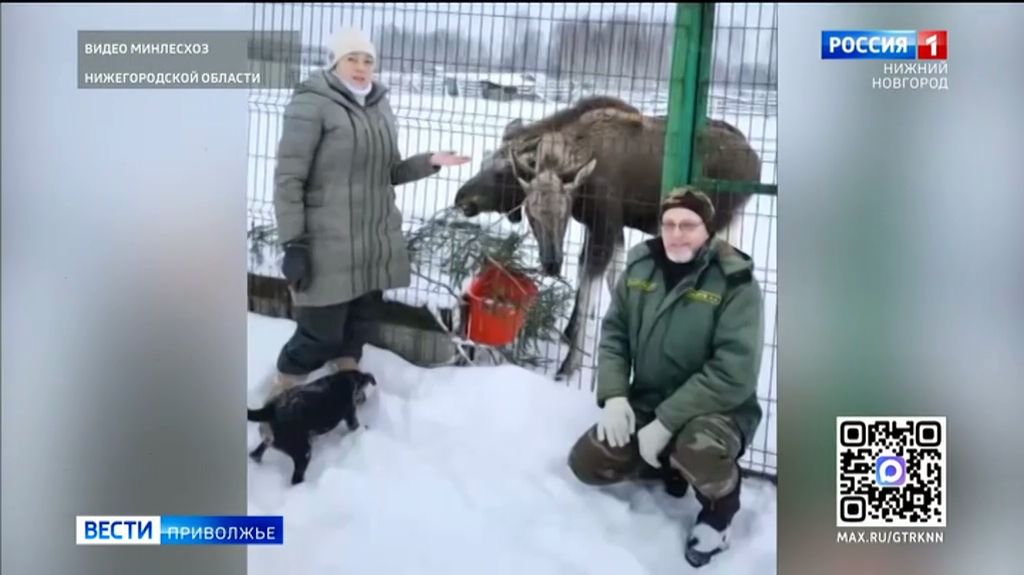 Трогательная история "усыновления" фермером Татьяной Пироговой двоих осиротевших лосят смотреть онлайн