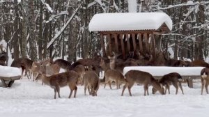 В «Лосином острове» около 60 пятнистых оленей
