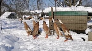 Индийские бегунки, сезон 2026