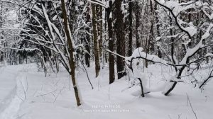 Прогулка #38 ❄️🌲❄️🌲❄️🌲❄️  13.01.2026
