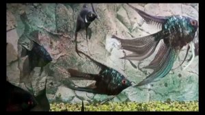 Скалярии — аквариумные рыбки, покорившие сердца