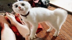 КОТЫ - ХУЛИГАНЫ, НАГЛЕЦЫ!😼 ПРИКОЛЫ ПРО ЖИВОТНЫХ😹