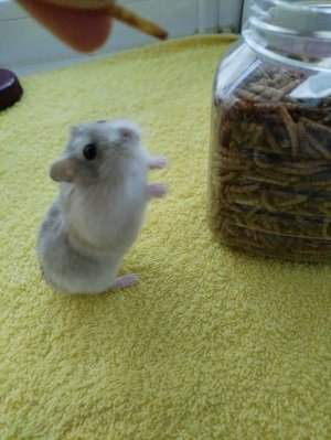 за 1 ком =1 кувырок