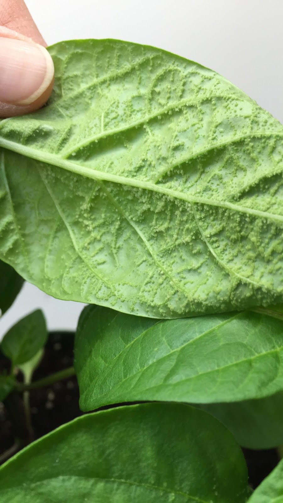 ОЭДЕМА. КАК БОРОТЬСЯ смотреть онлайн