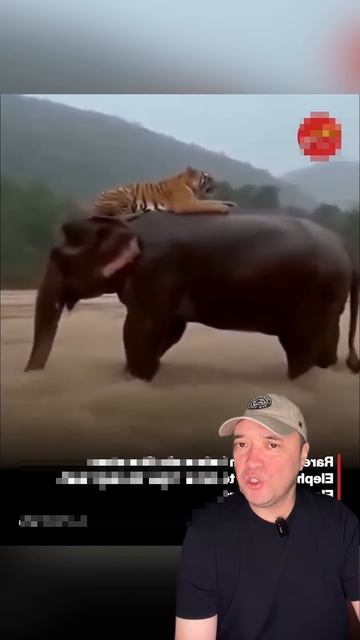 Слон спас тигра. ￼ смотреть онлайн